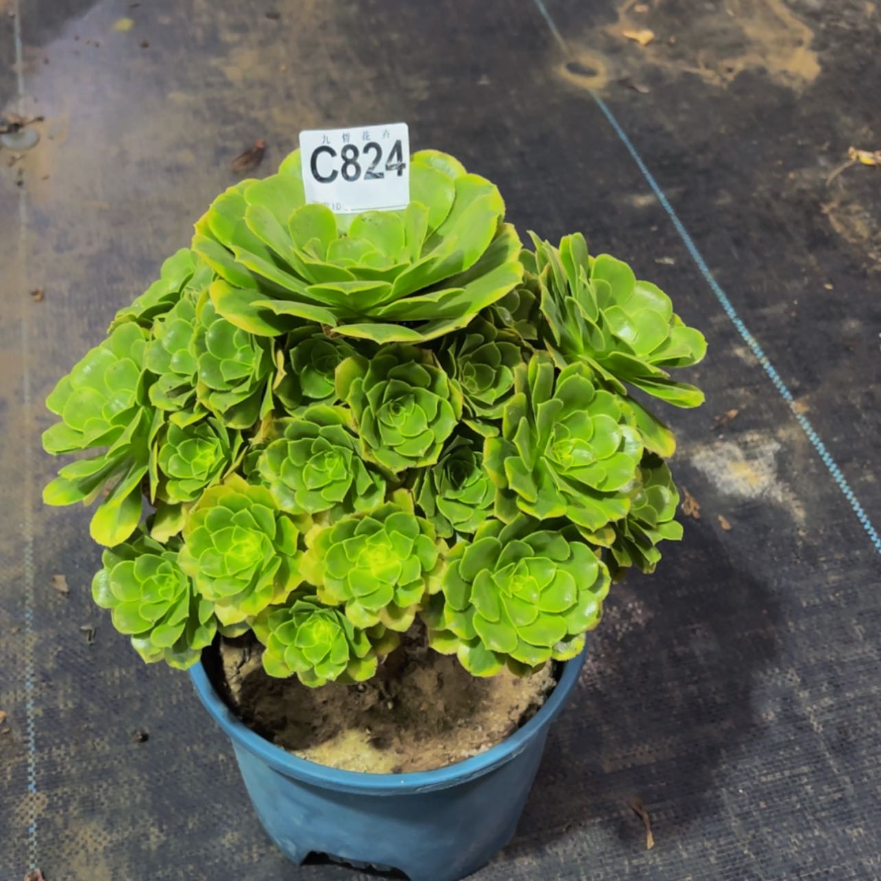 【闪购商品】82400辛尼亚