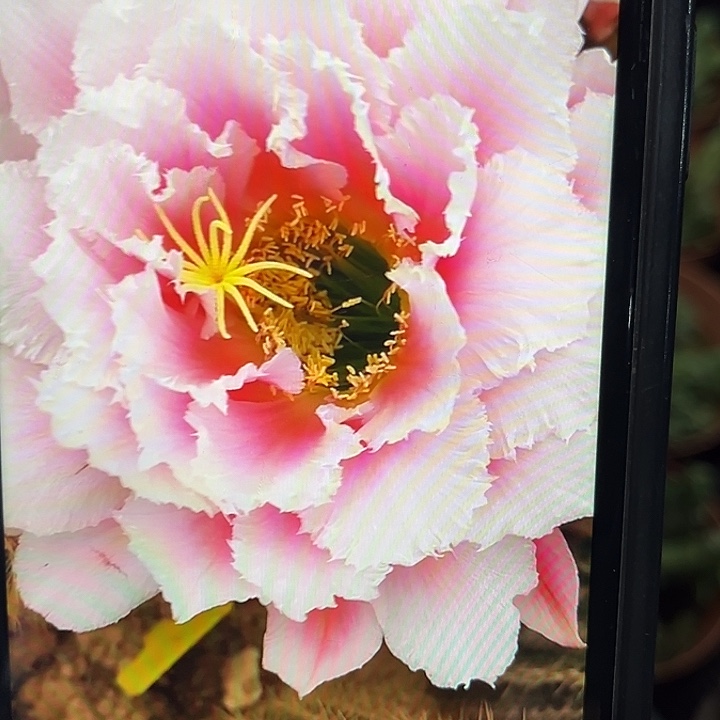 大仙女7厘米起带根球