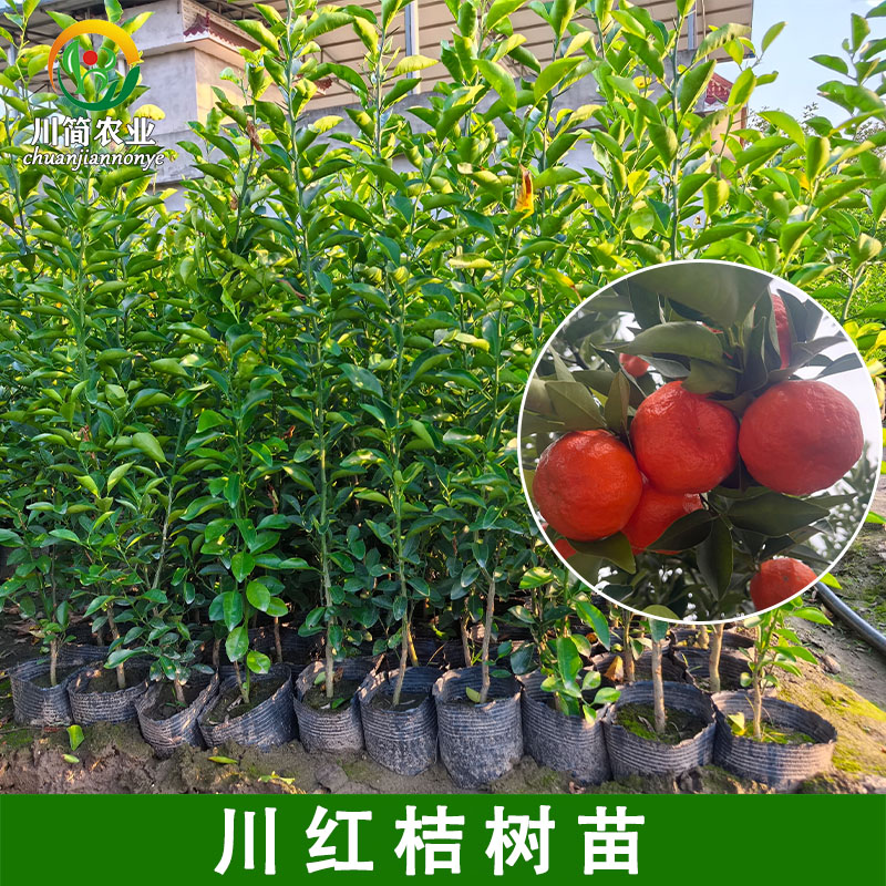 川红桔苗四川红橘苗红桔苗大红袍红桔实生苗果树苗嫁接占木用苗