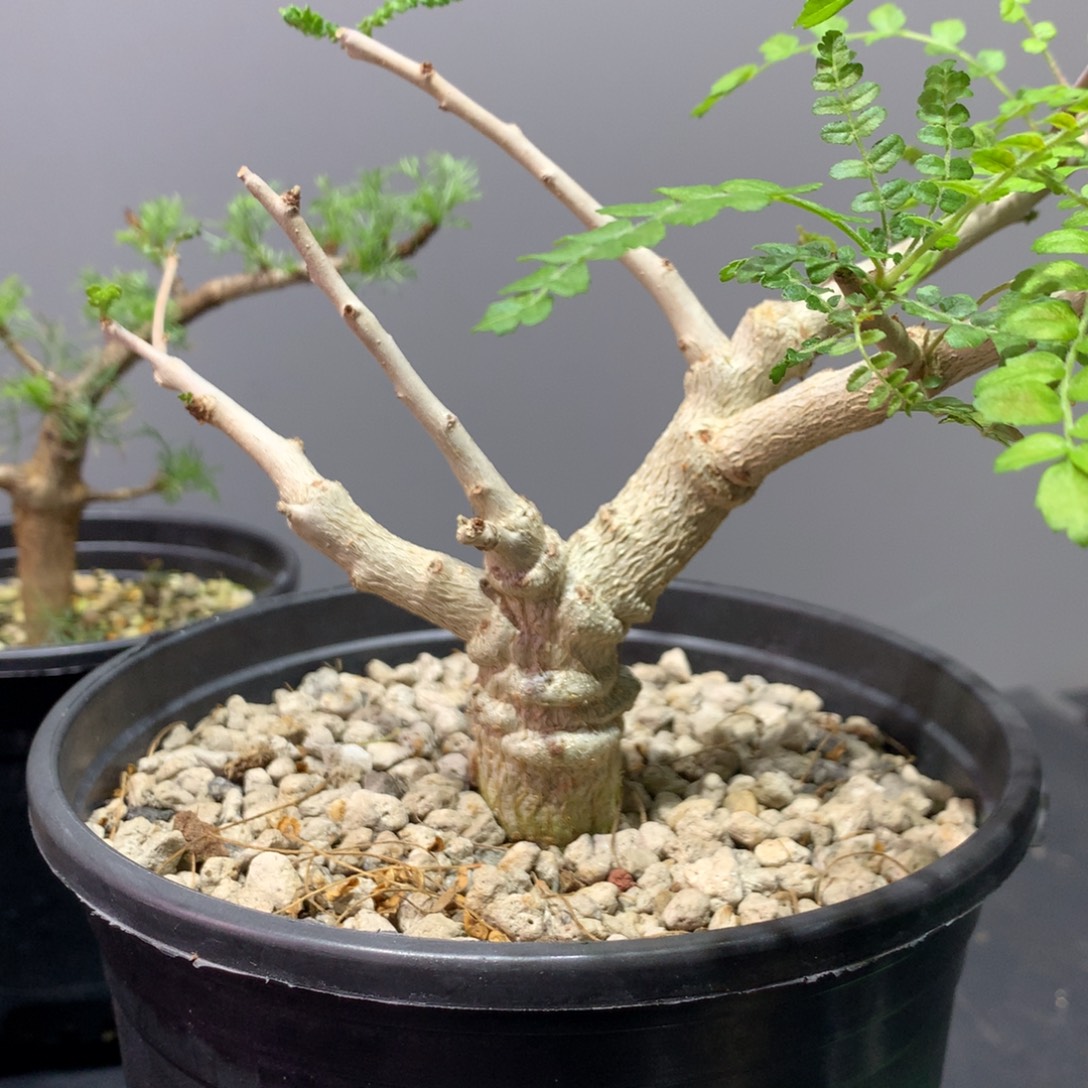 @***蜂尼勒达乳香实生带盆土