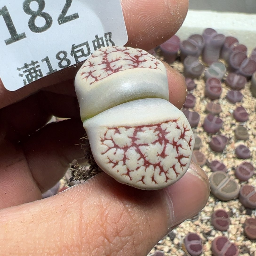 【闪购商品】小*哥 182。      