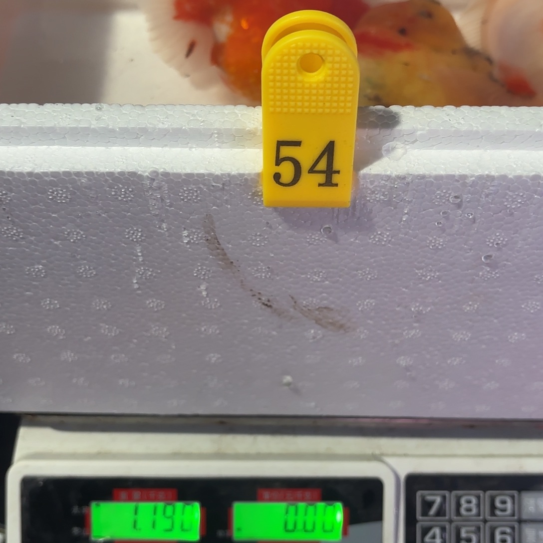 金鱼包邮285588888