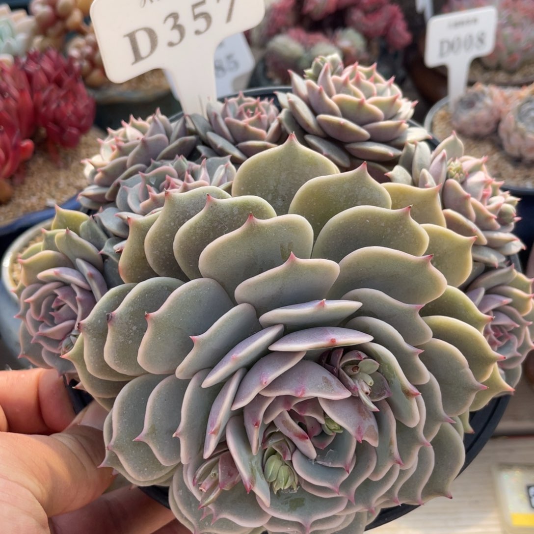 357露娜莲不带盆16厘米