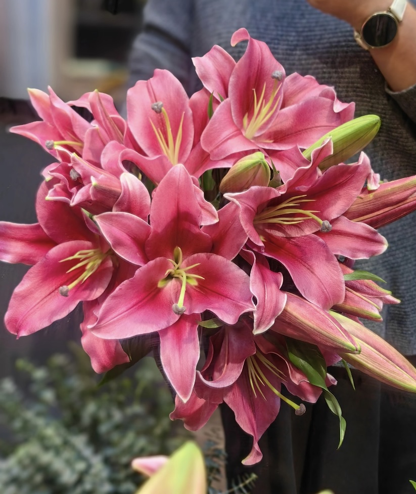 四季可种1颗《普拉芬多》香水百合种球可盆栽