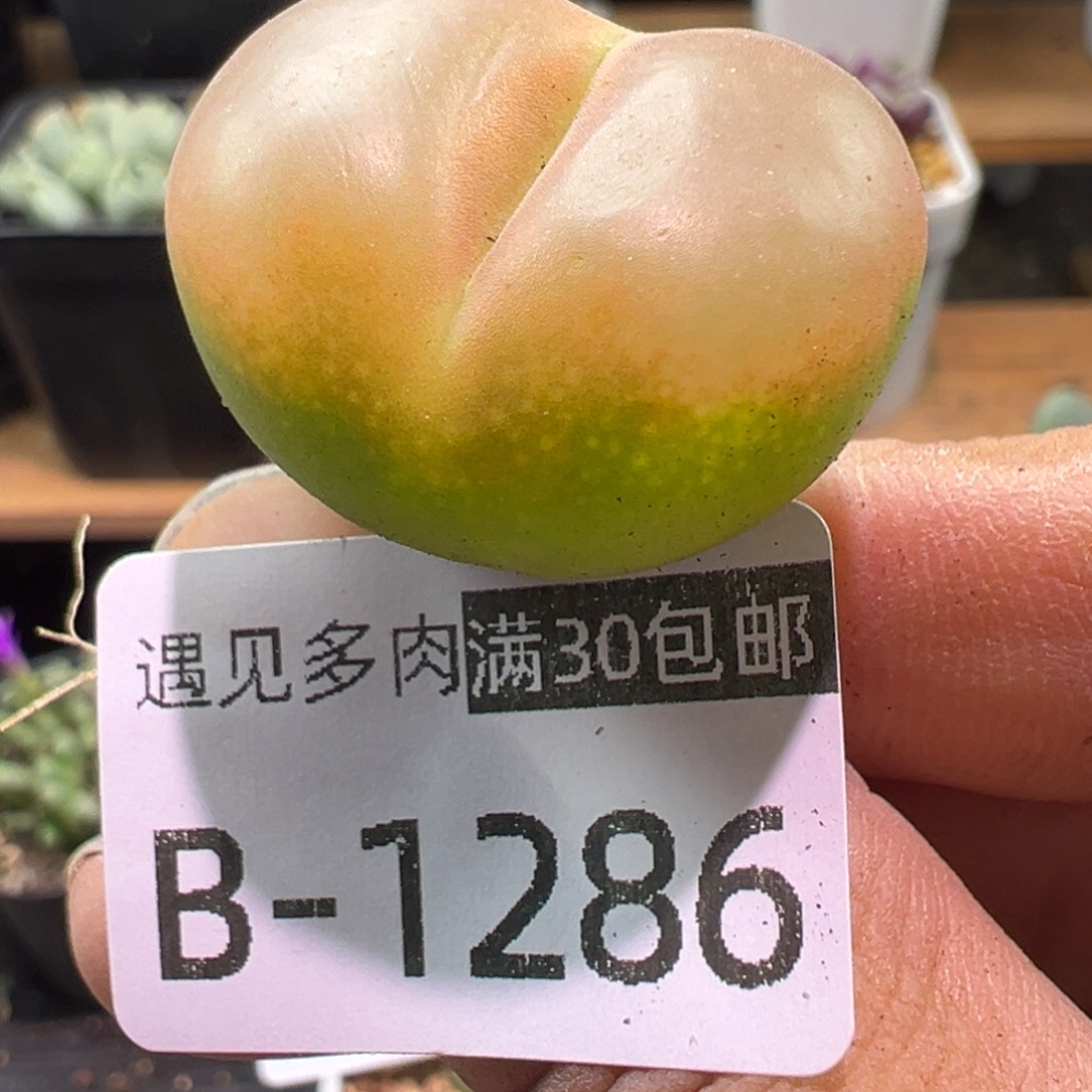 多肉植物11111111111