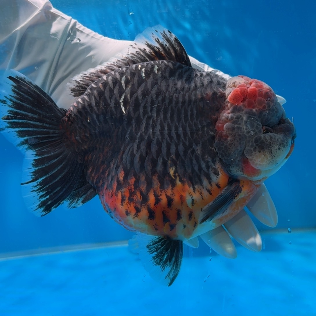 金鱼类不分公母17