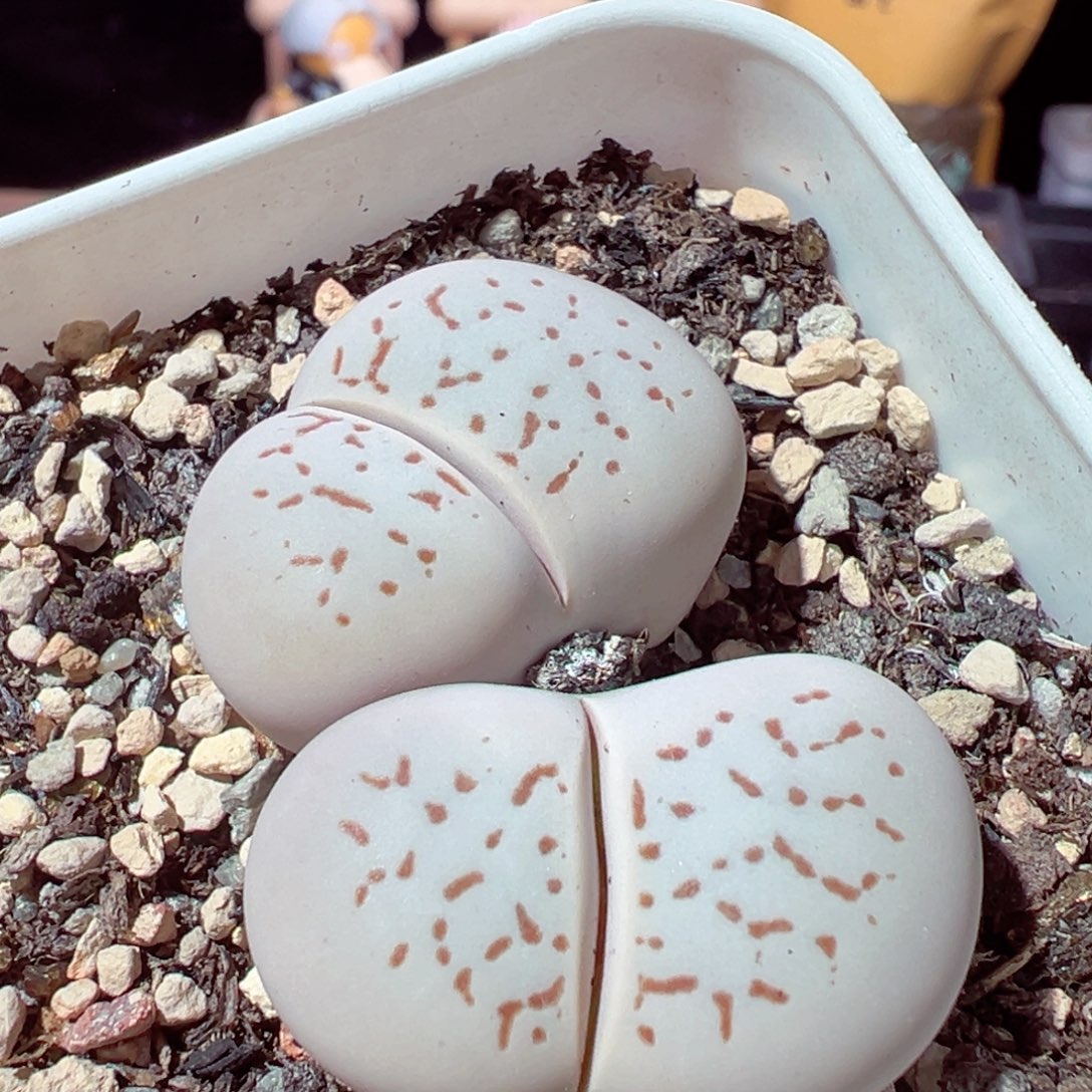 1221-222多肉多肉大白