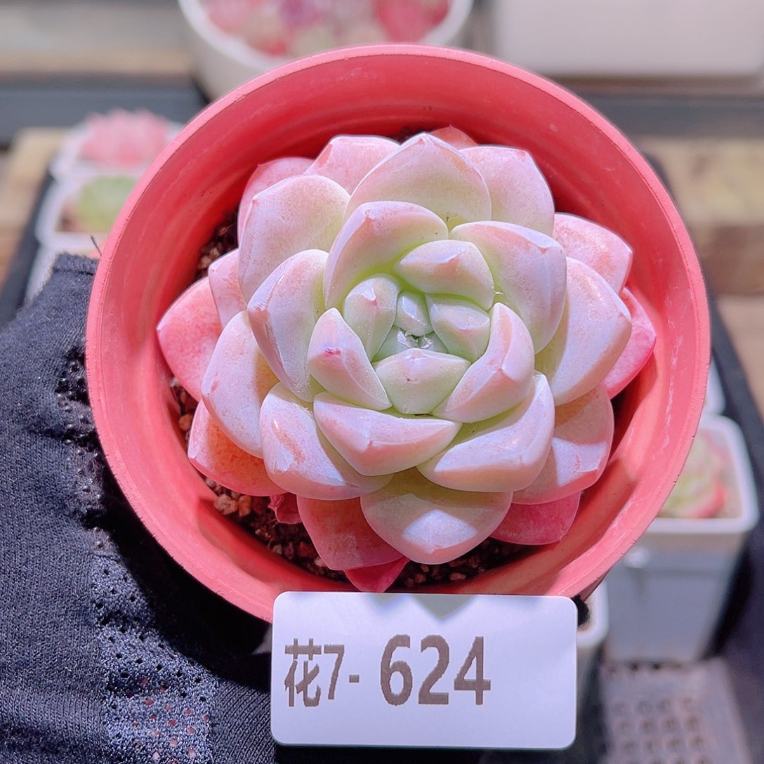 花利美7-624冰玉