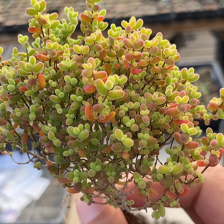 261蜜桔糖球一颗。          