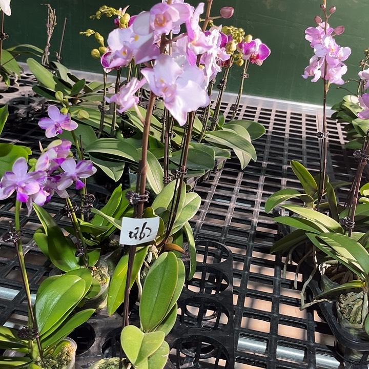 大部分花苞少量开放062