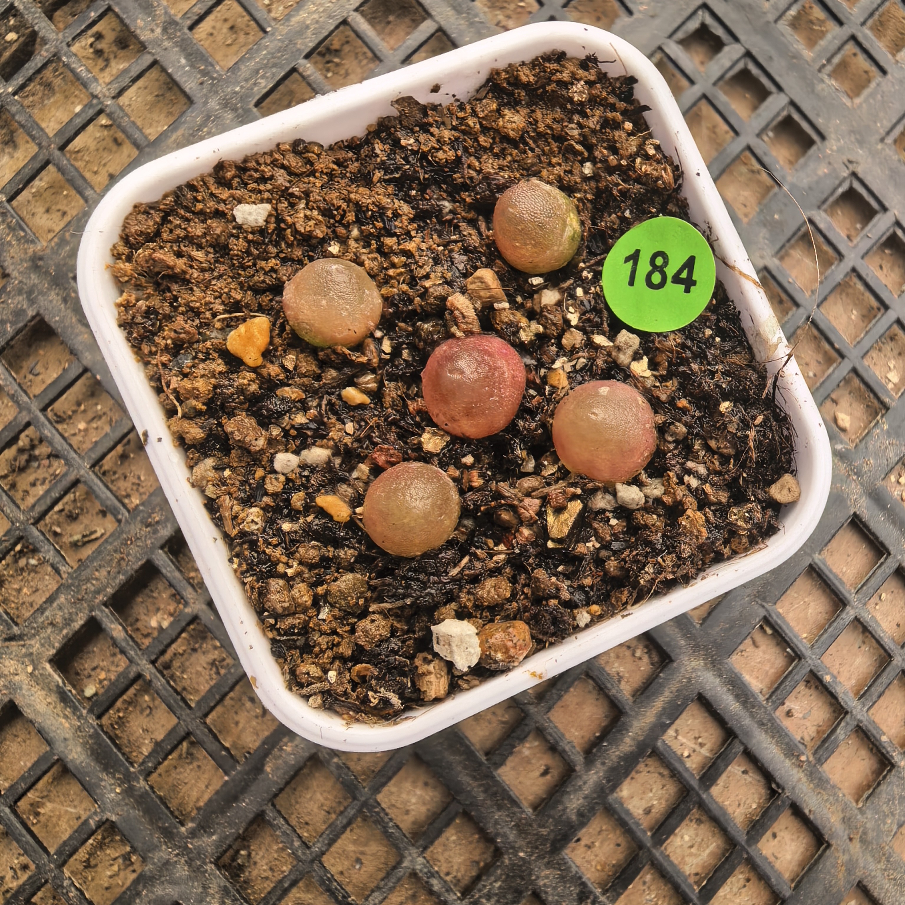 哈默灯泡5颗0.7-0.8CM脱土多肉184