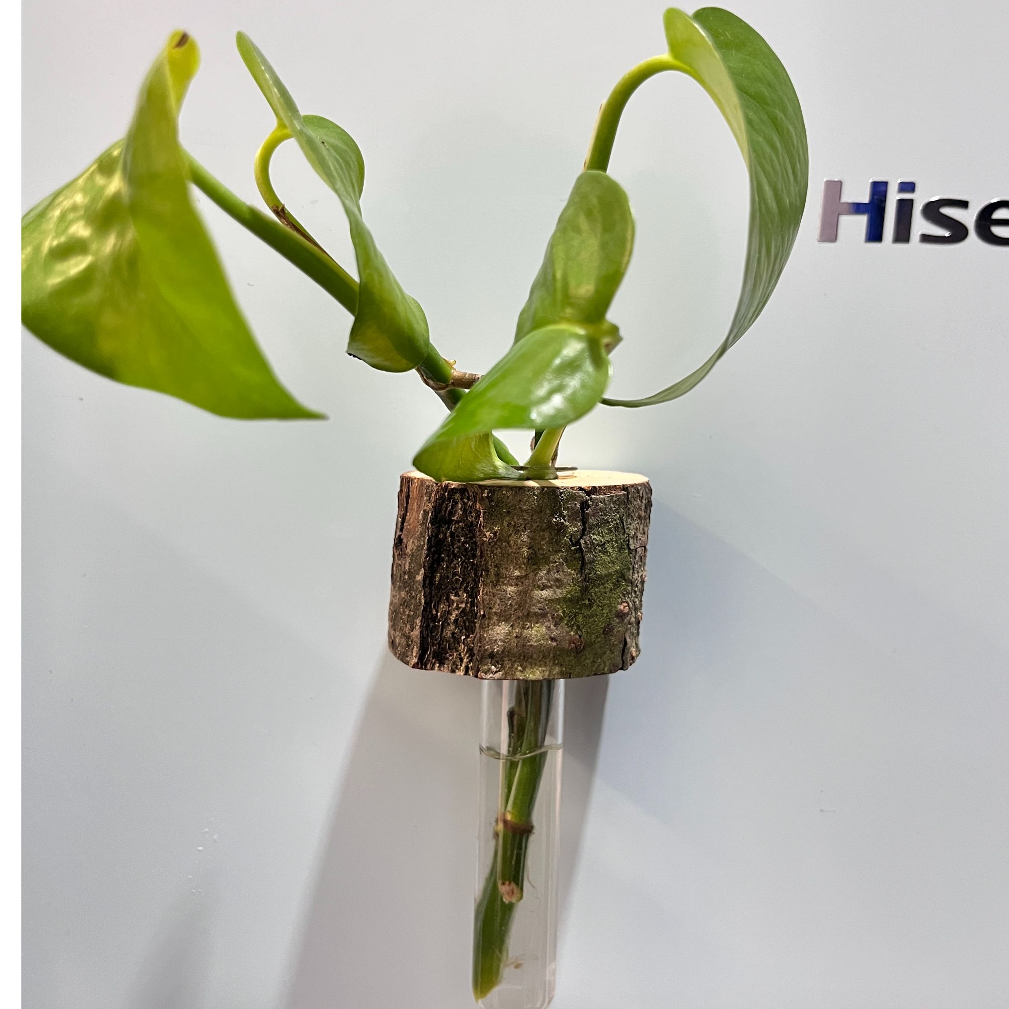梨木绿皮纯天然原木实木创意现代简约水培卷边试管磁吸木质冰箱贴