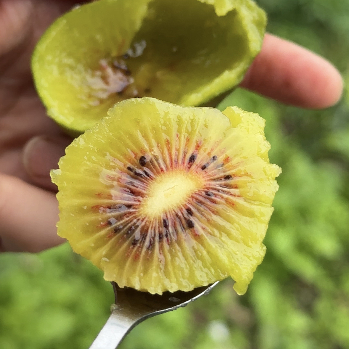 平武高山 红心猕猴桃 自然成熟 露天果/阳光果 5斤/9斤可选