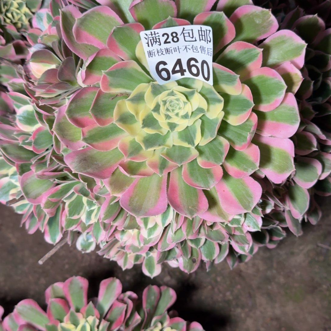 6460白凤多肉植物