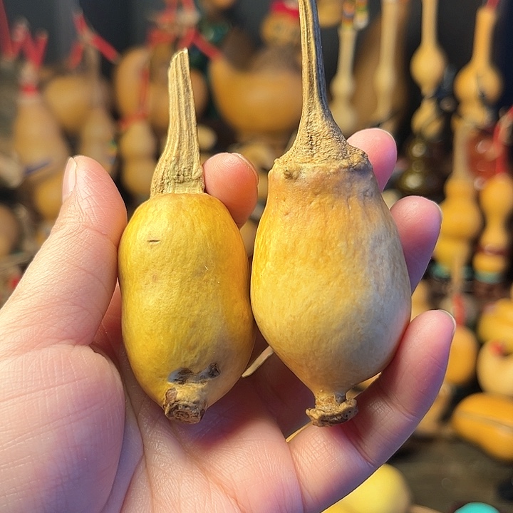 黑*粗嘴蚂蚁葫芦天天开心