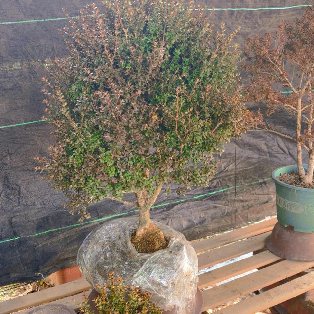 【闪购商品】完全开放