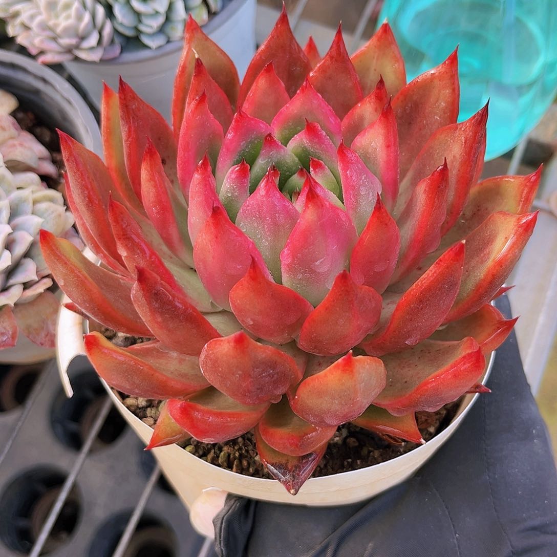 弗兰克13公分989999999