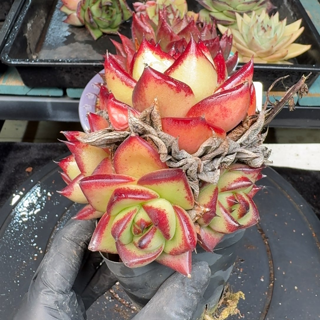 从前慢多肉精选编号1226.151