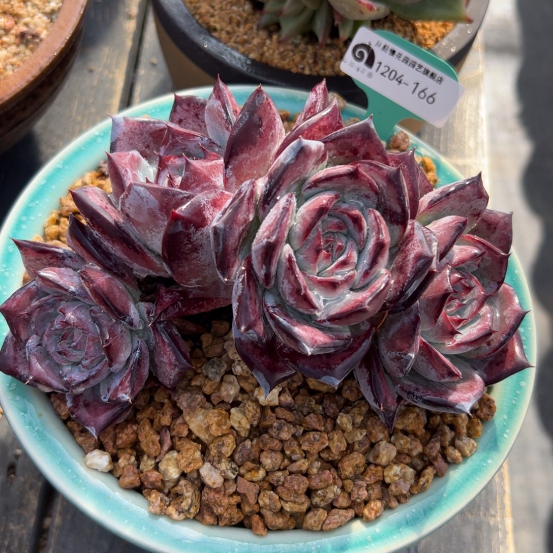 从前慢花园多肉编号1204-166