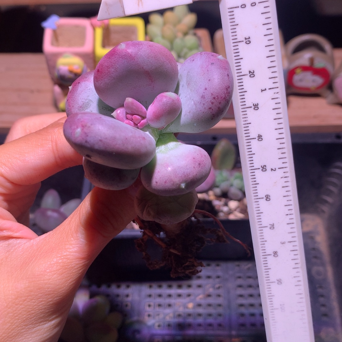 小屁桃509 精品奶酪多肉