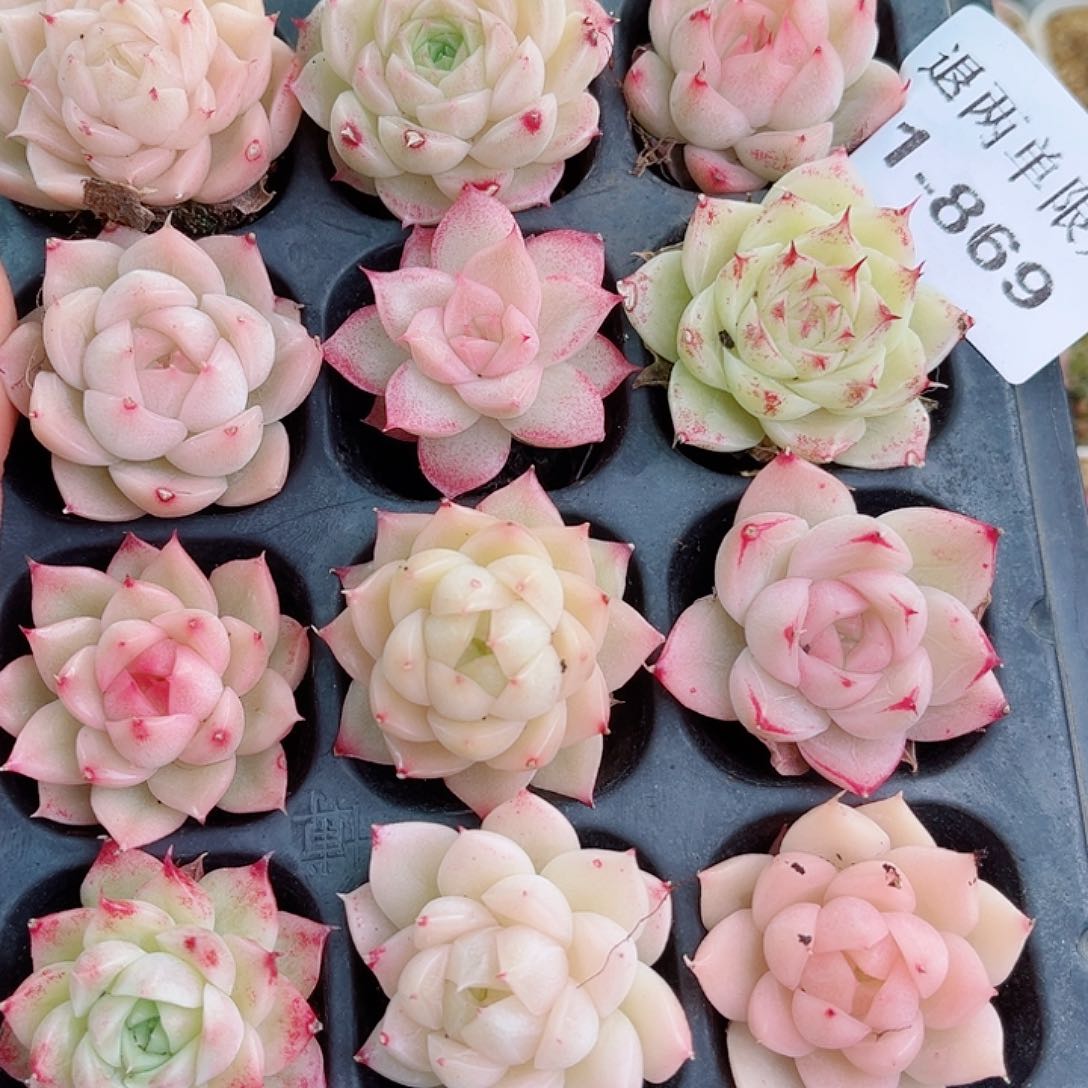 1-869 新疆西藏内蒙不发零度以下拍保温箱不拍不包损