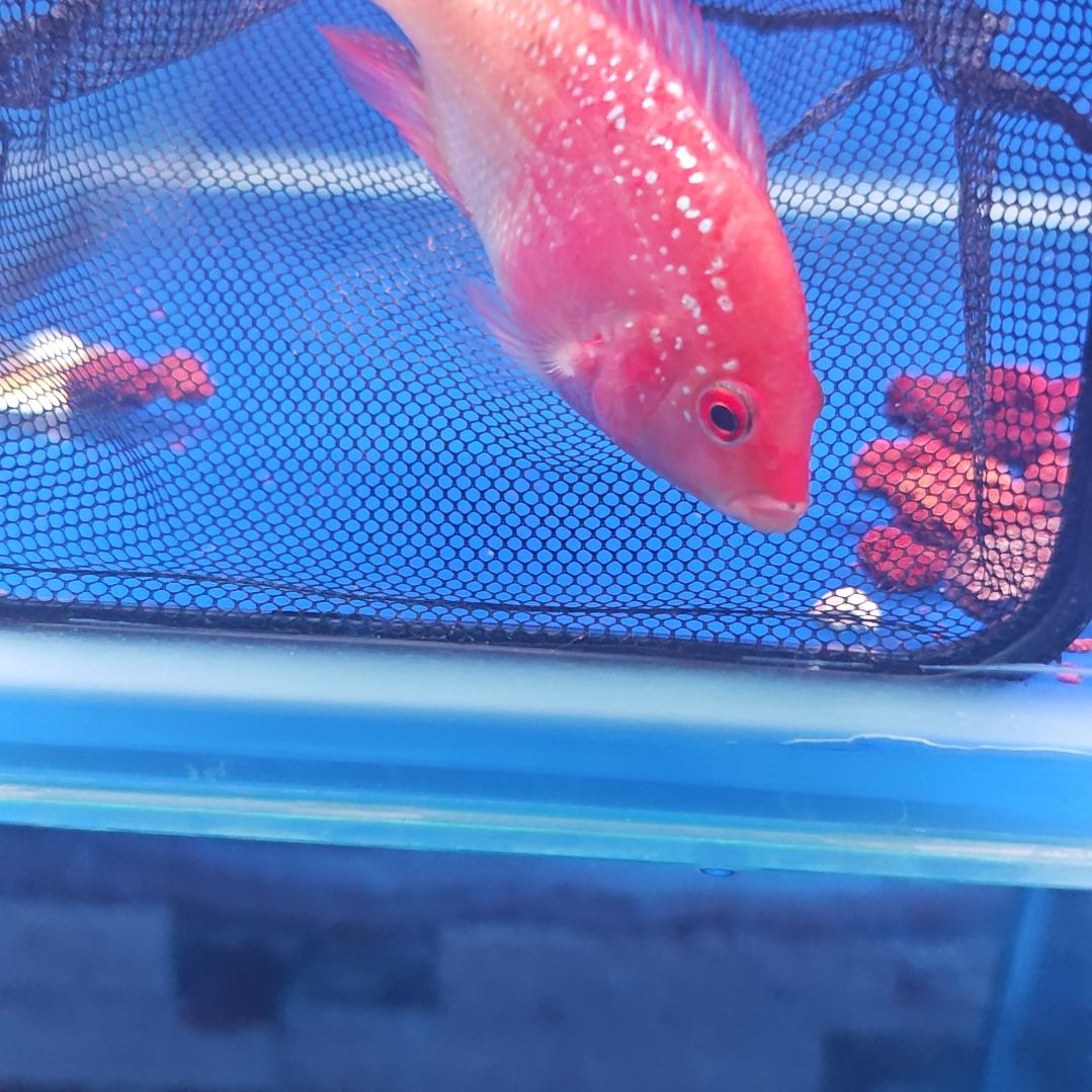 海水鱼淡水热带鱼罗汉鱼大苗