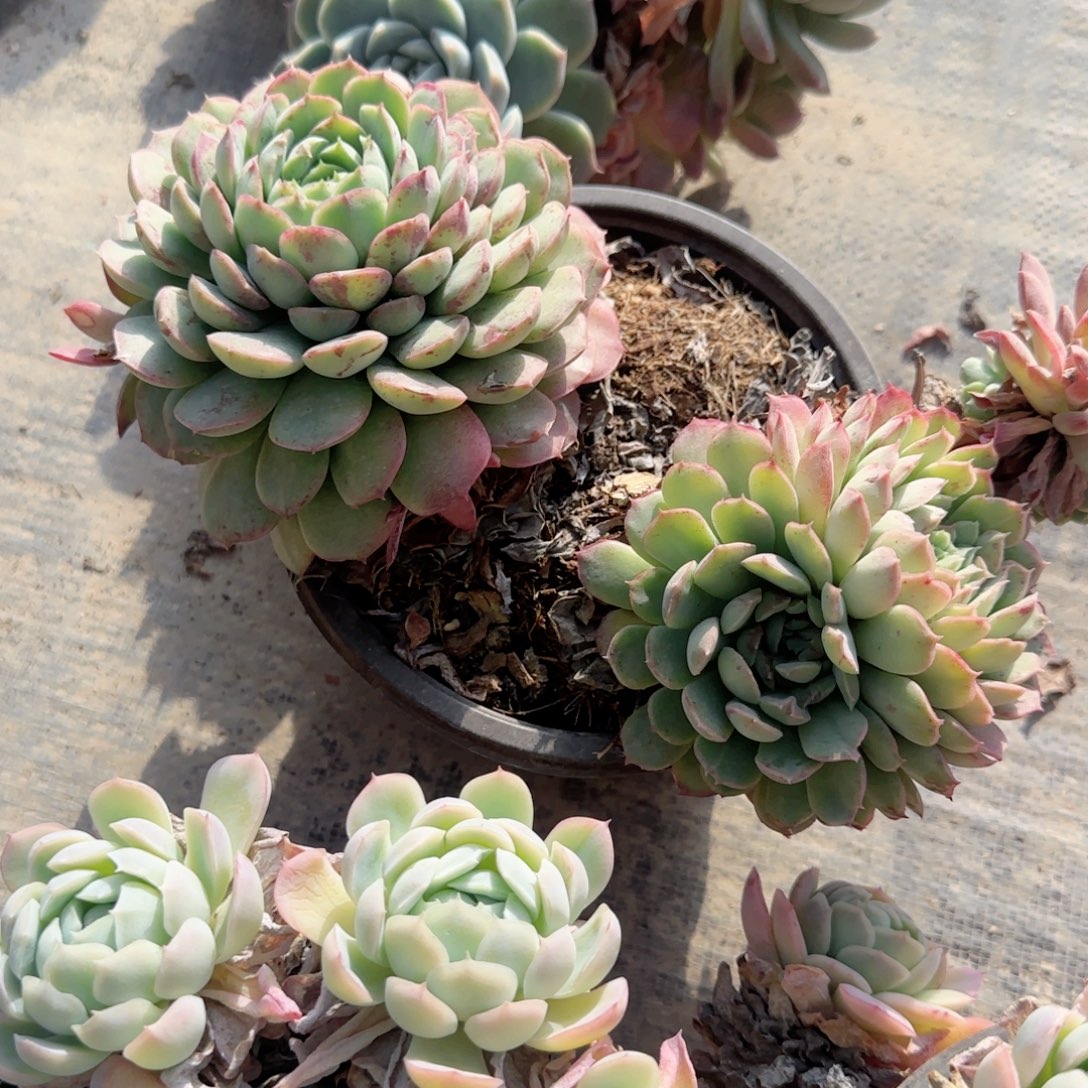 无花朵朱砂痣大双头