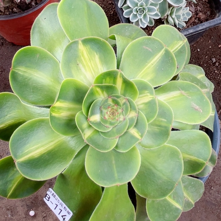 114暴君多肉1，12345678