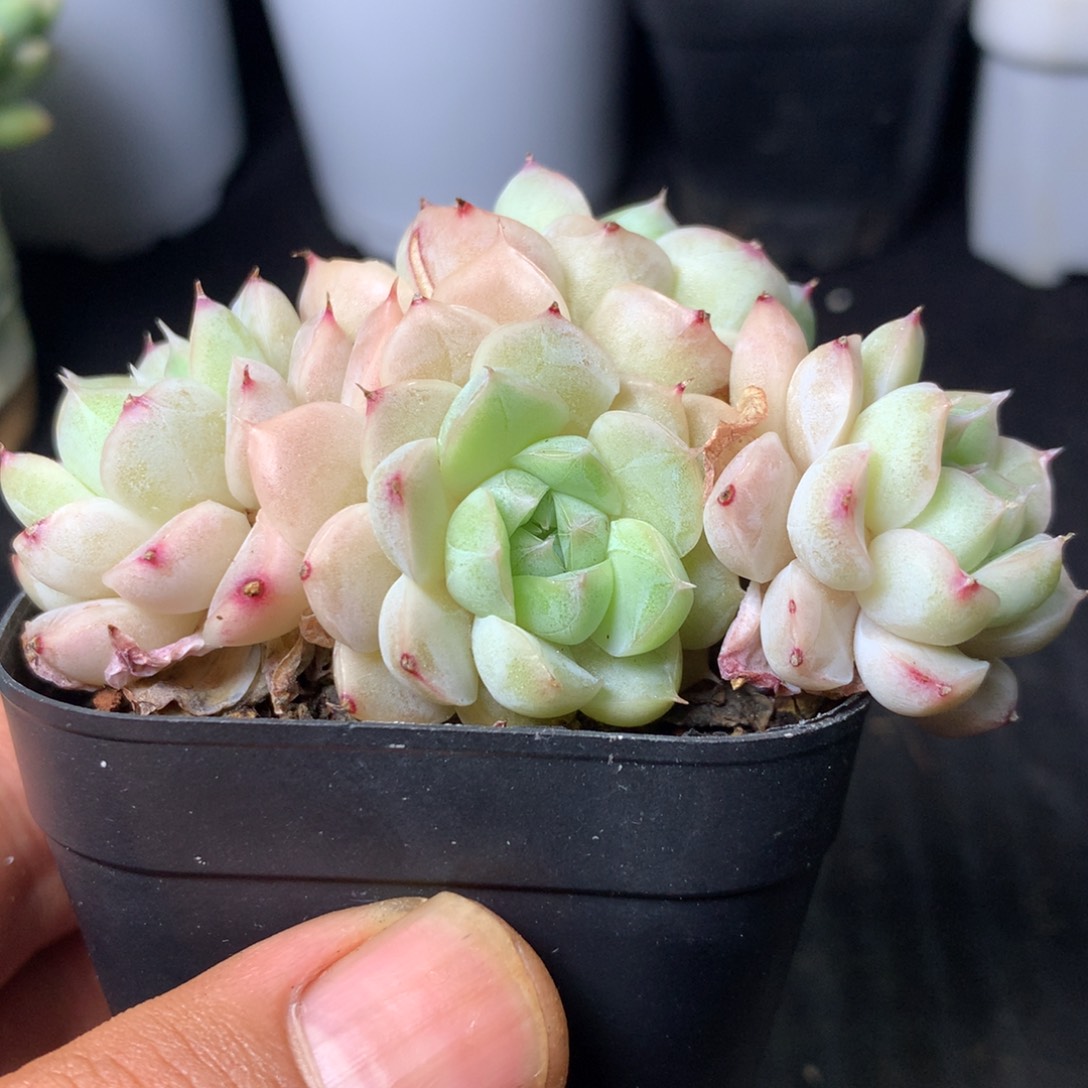 专拍精品多肉一物一拍