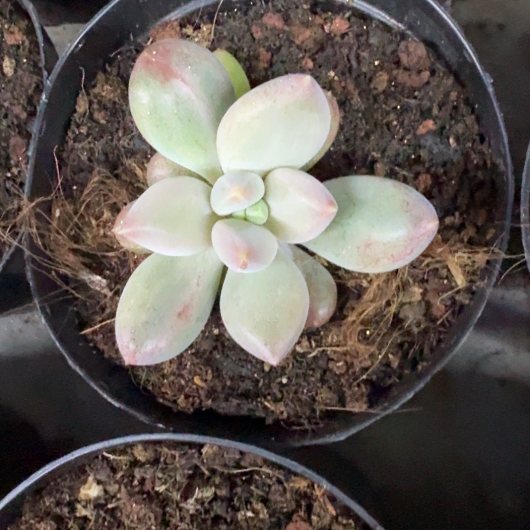 胖彩体 哥特 单头 一物一拍