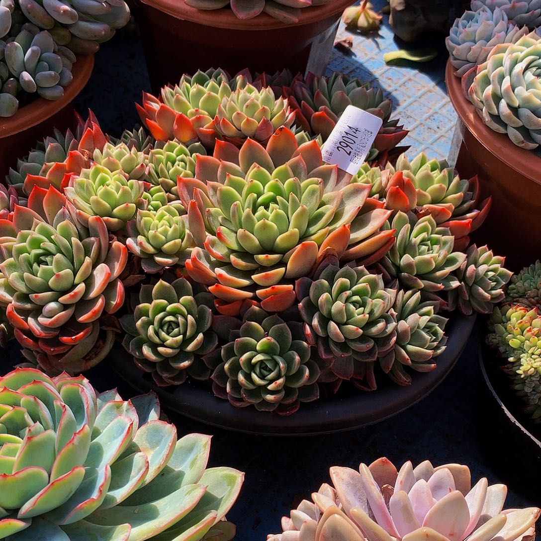 刘***里红女巫29014吨肉多肉