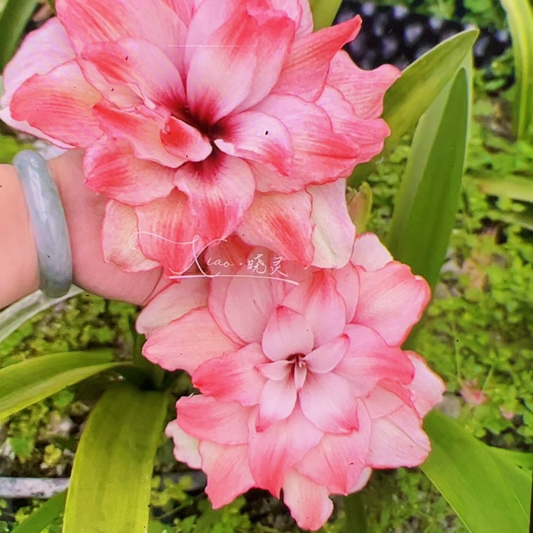 朱顶红珍妮佛拍品2号