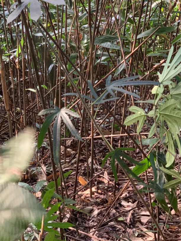 野生精选五指毛桃中大节干货可煲汤煮水纯天然滋补养生