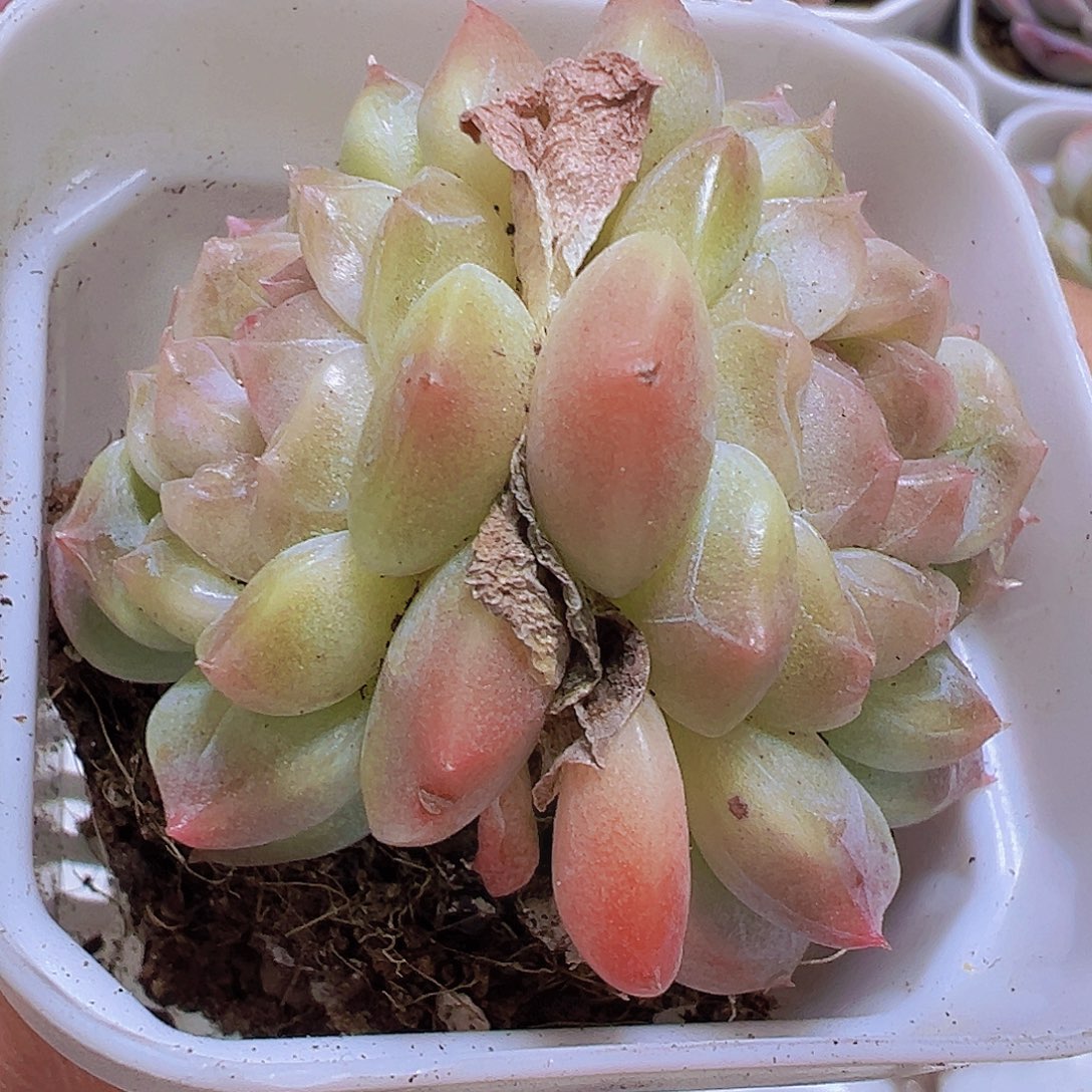 双头冰沙珍妮19包邮多肉植物