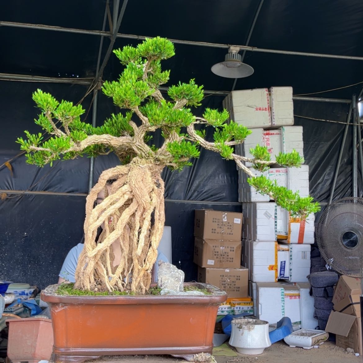 【闪购商品】拼*黄杨盆景