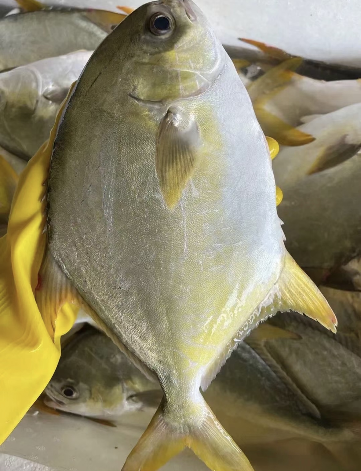 金鲳鱼【直播现称】现称鱼/虾/蟹 等海鲜以直播间称重商品为准