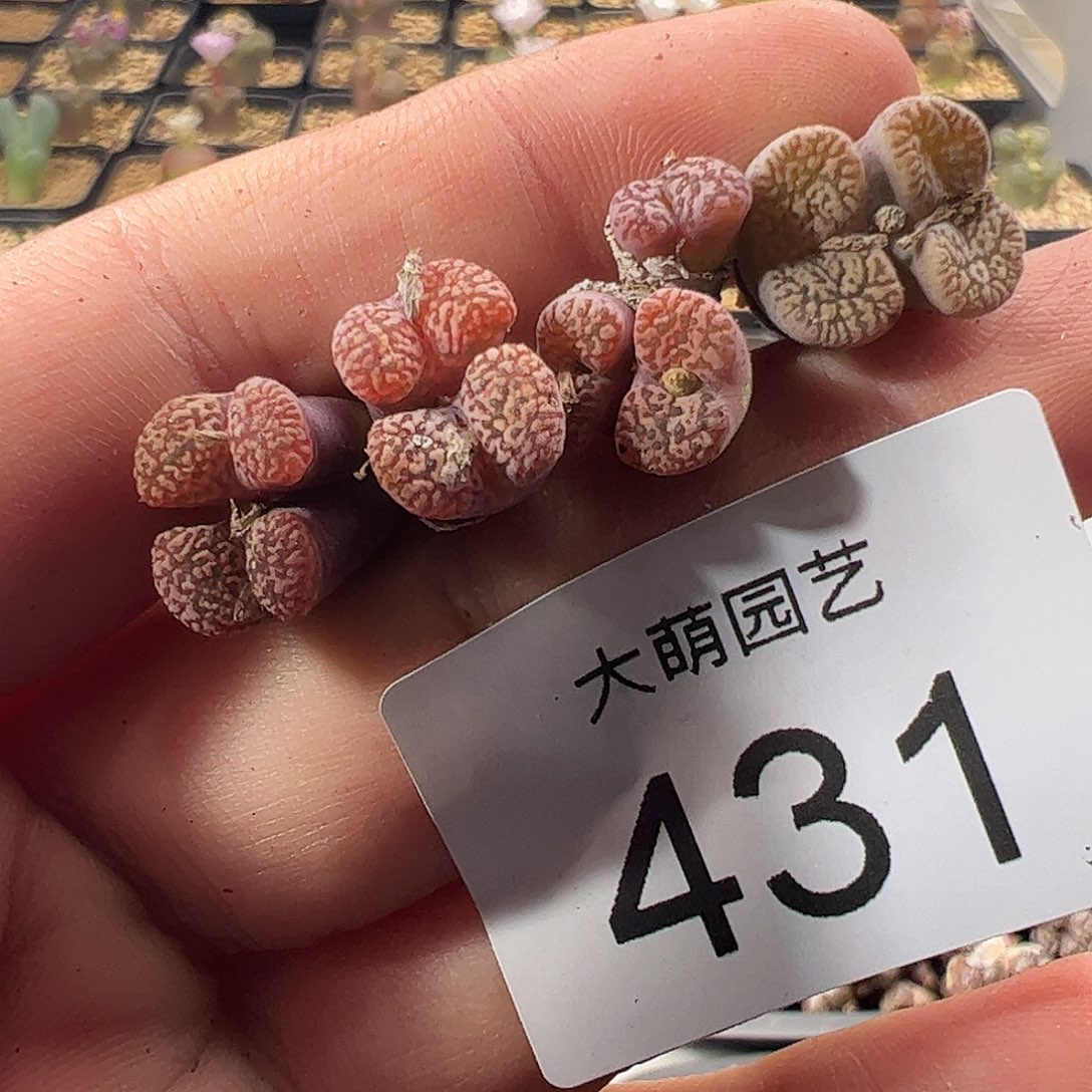 一物一拍。      431