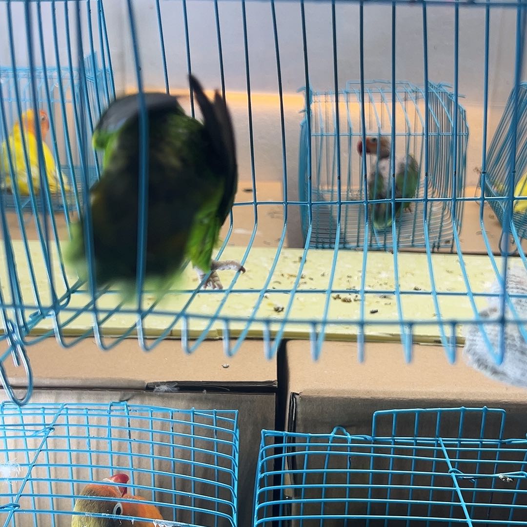 桃脸牡丹鹦鹉牡丹绿宗头