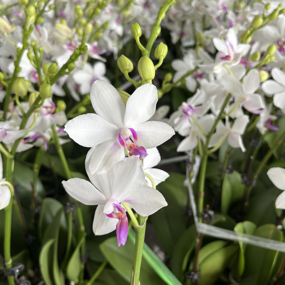 蝴蝶兰——白色恋人卖苗花不售后(任意两颗包邮只拍一颗发苗)