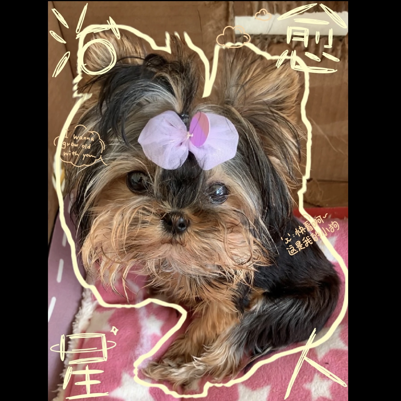 【泰山石萌宠犬舍】 小体萌系约克夏