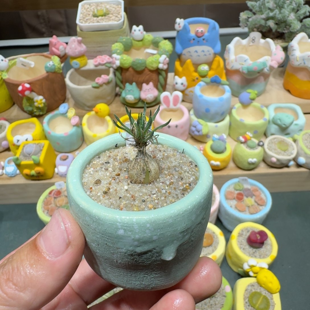 红陶蘑菇705小海葱