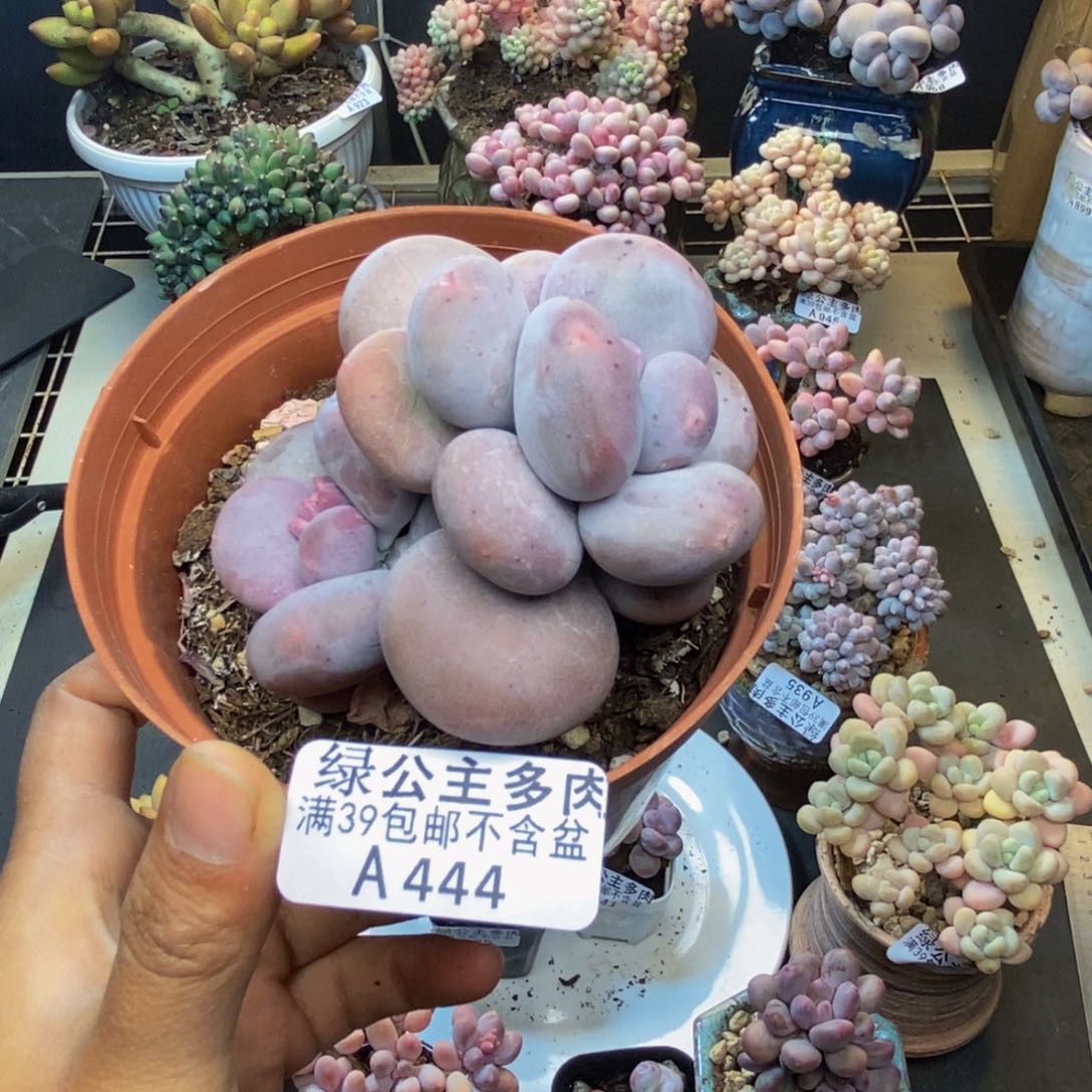 444大叶奶多肉8c m