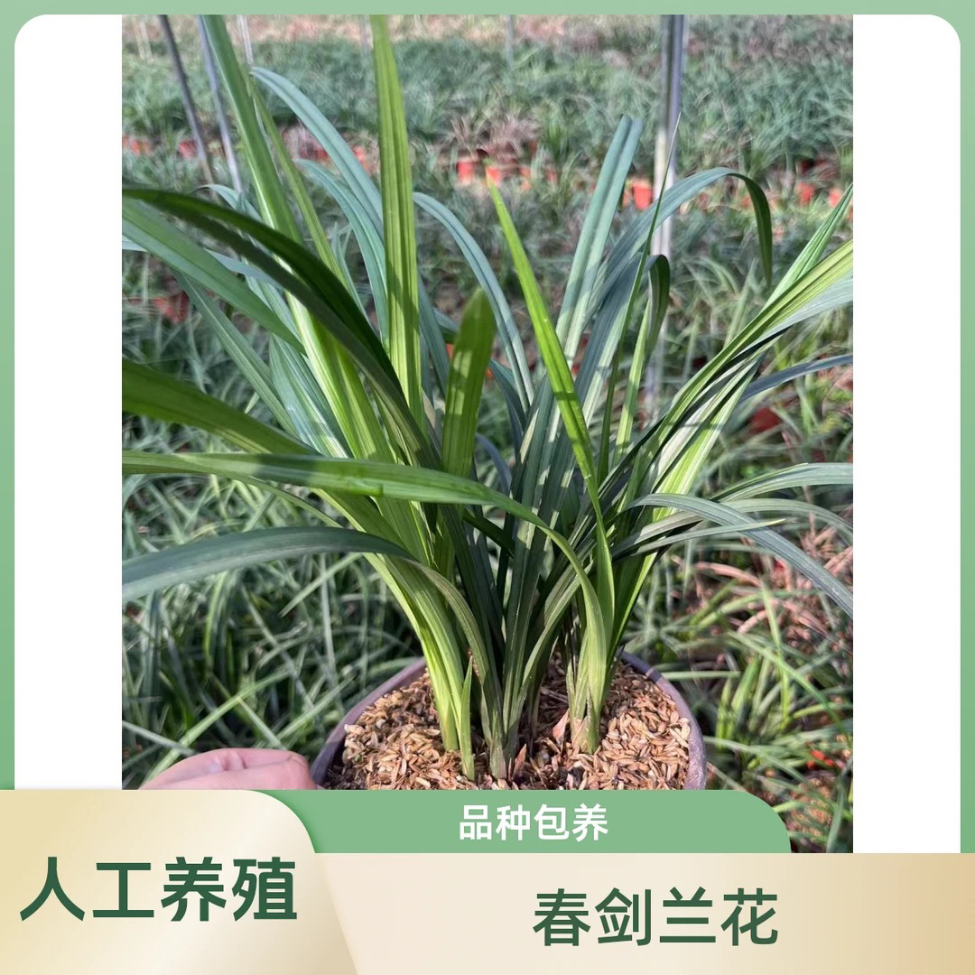 人工栽培种植兰花无品牌盆景春剑