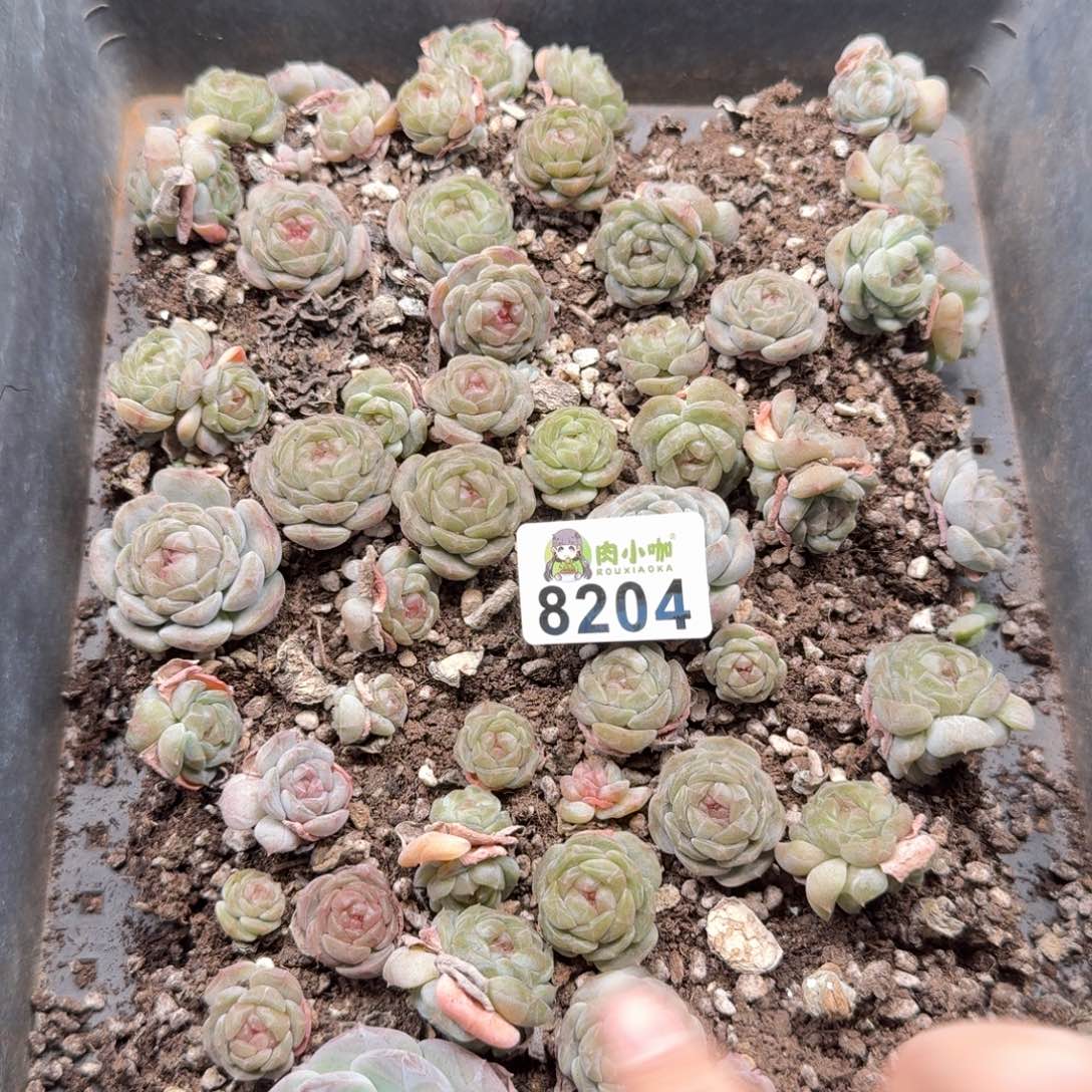 蓝***️多肉植物多肉植物