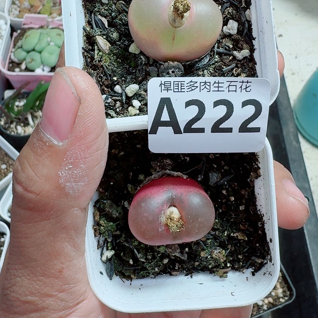 222多肉植物多肉植物