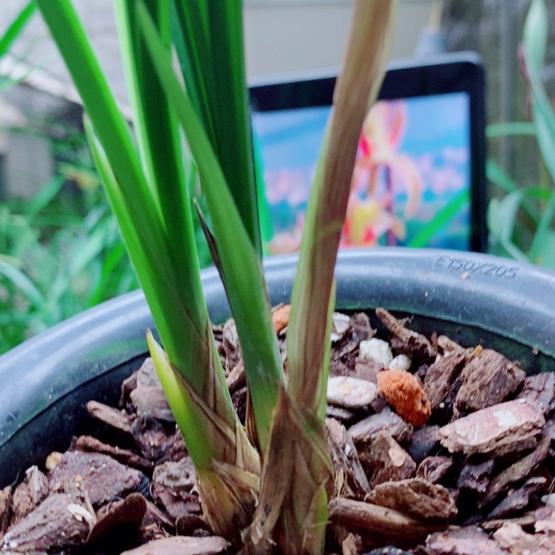 大部分花苞少量开放