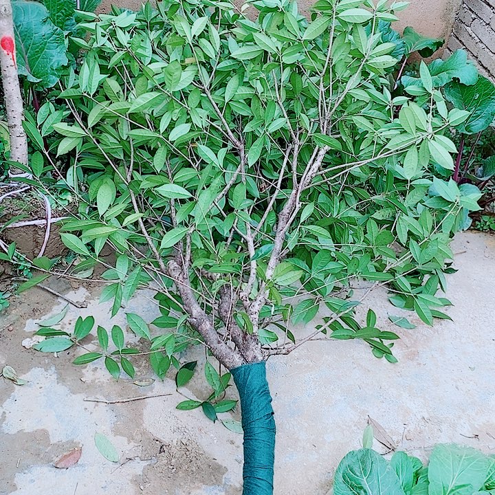 眉***笑完全开放6左右结子金桂