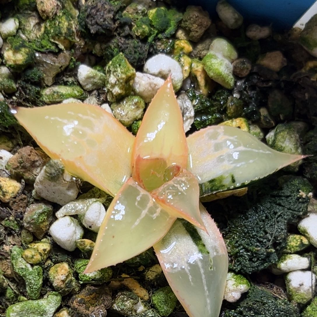 恭喜发财大吉大利0451