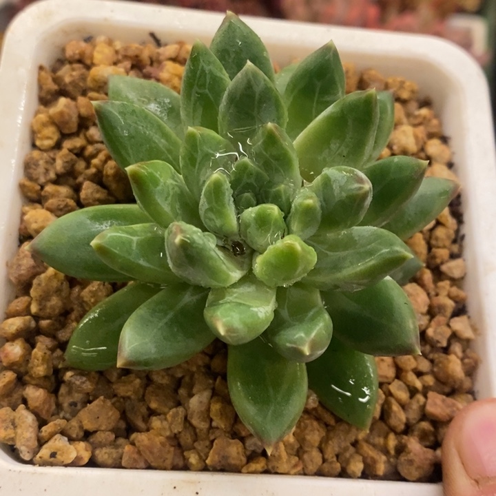 多肉乐园精品青花