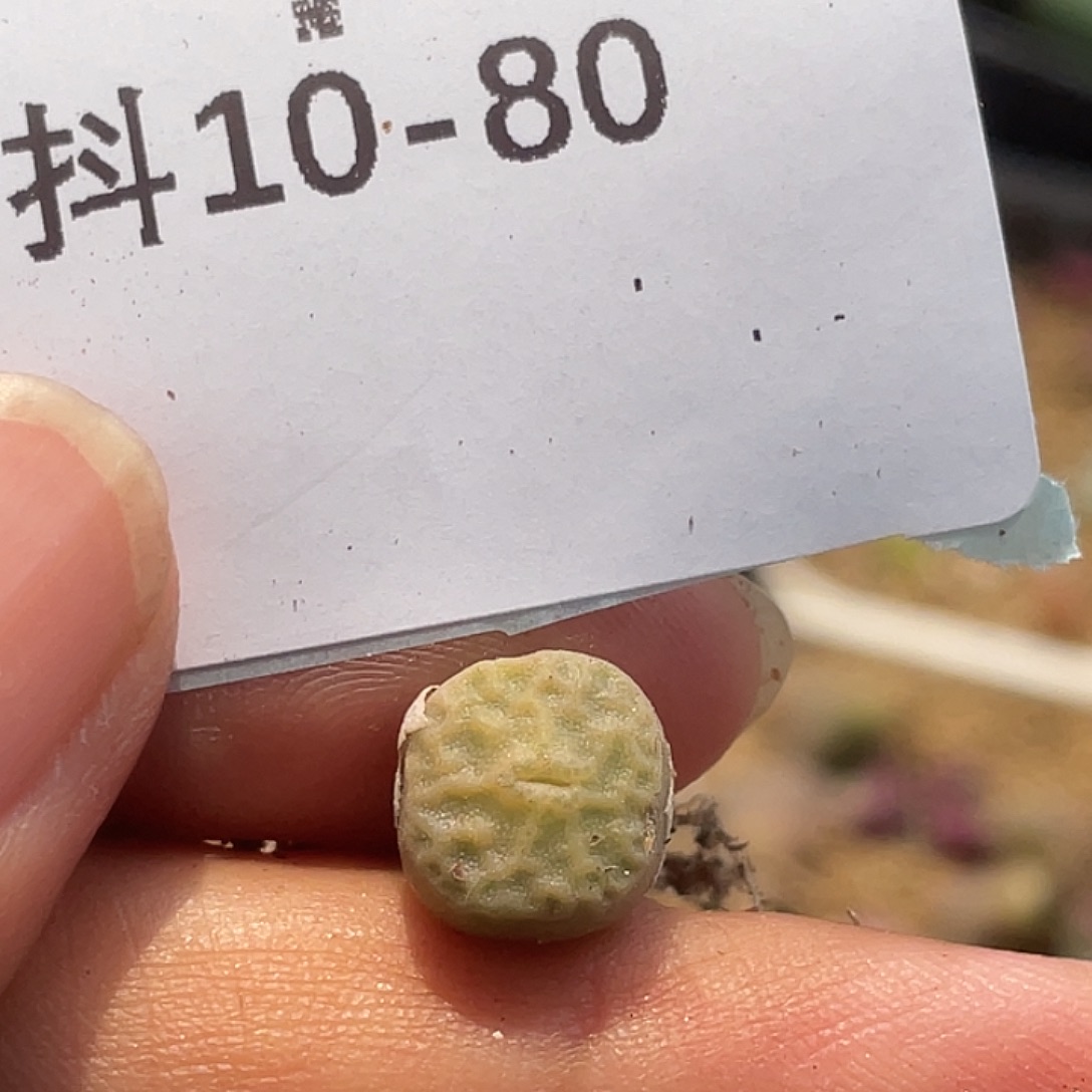 10.-80烧麦多肉植物